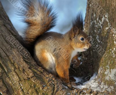 The squirrel.