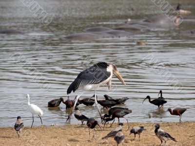 Marabou 