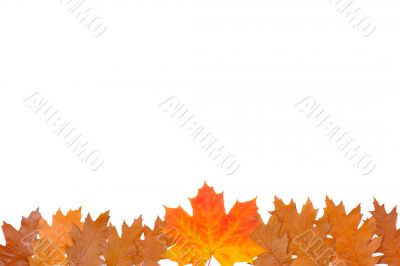 Ornament from autumn leaves