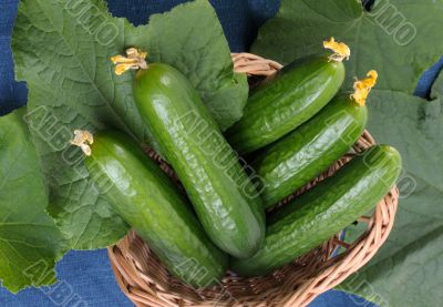 Cucumbers