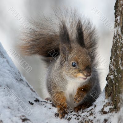 The squirrel.