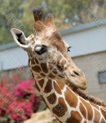 Giraffe.