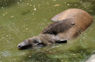 Tapir 