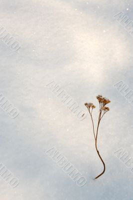 Snow 