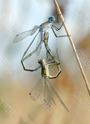 Two dragonflies 