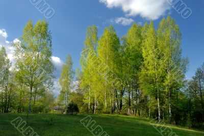 Rural landscape with birches 