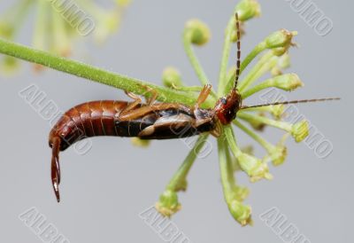 Earwig 