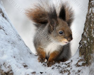 The squirrel.