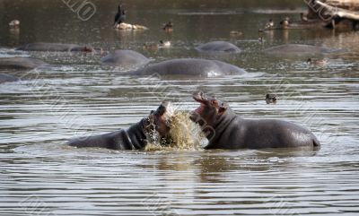 Hippopotami - rivals.