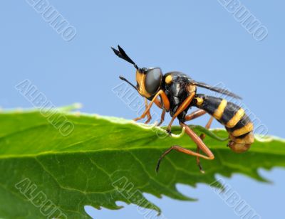 Fly on leaf 