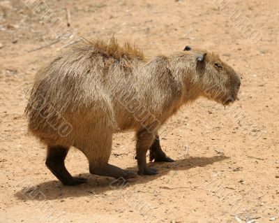 Agouti