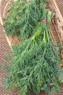 Dill