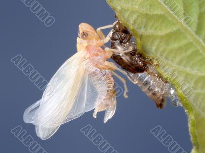 Birth of a cicada 