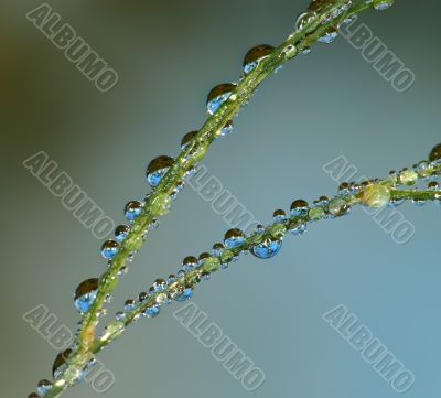 Drops on grass 
