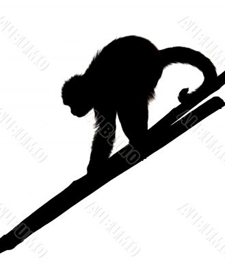 Monkey 