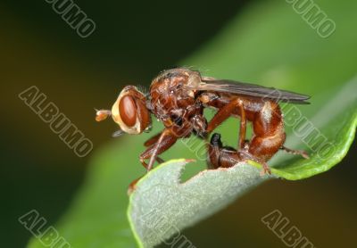 Fly Sicus ferrugineus