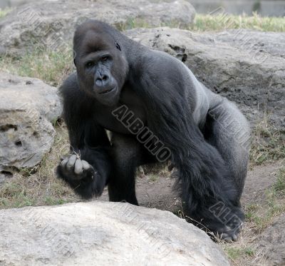 Gorilla