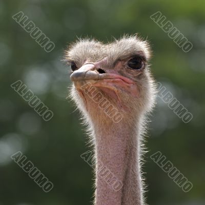 Head ostrich 