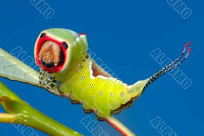 Caterpillar on a bush. 