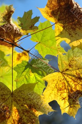 Autumn leaves.