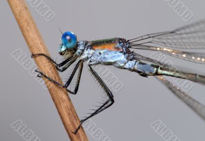 Dragonfly close