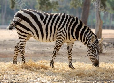 Zebra 