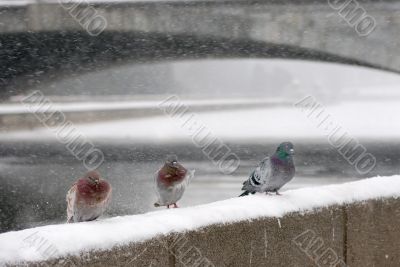 Pigeons winter 