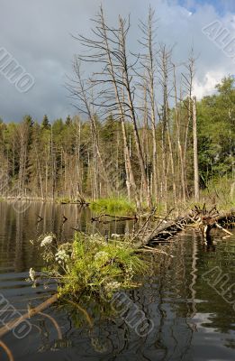 Wood lake