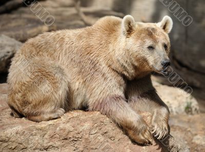 Bear 