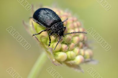 The beetle on a bud