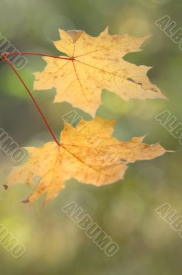 Autumn leaves