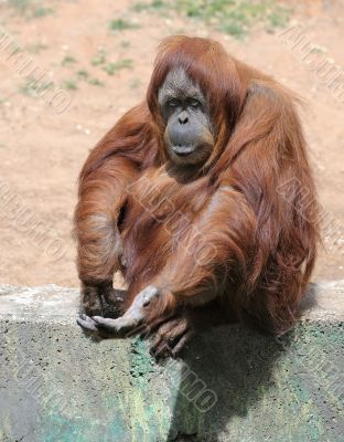 Orangutan 