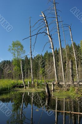 Wood lake