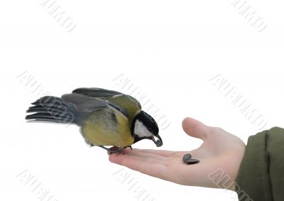 Titmouse on a hand.