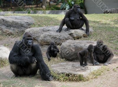 Gorilla
