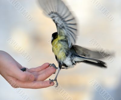 Titmouse on a hand.