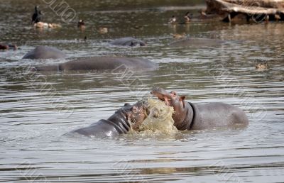 Hippopotami - rivals.