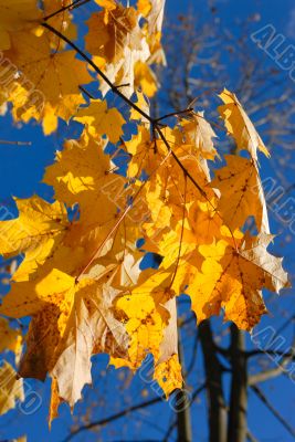 Autumn leaves.