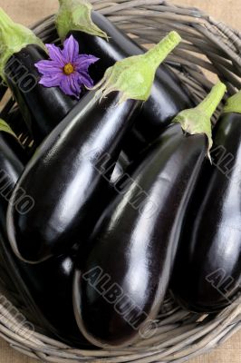 Eggplants.