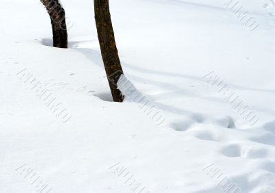 Snow and trees