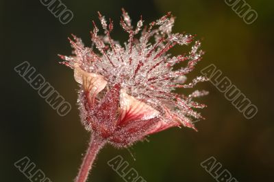 Flower in dew
