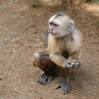 Monkey 