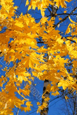 Autumn leaves.