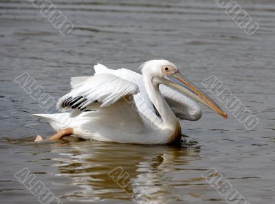 Pelican. 
