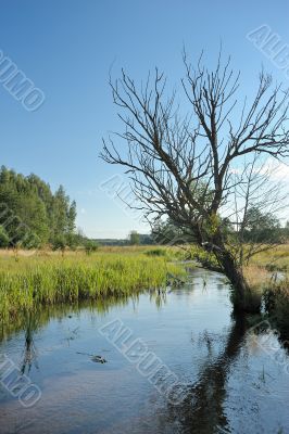 Stream and tree 