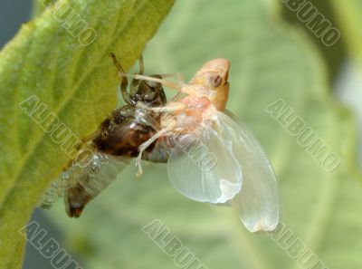 Birth of a cicada (1)