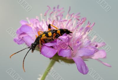 Longhorn beetle on a flower.