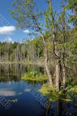 Wood lake