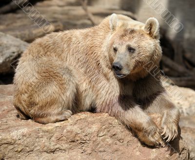 Bear 