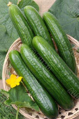 Cucumbers
